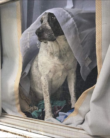 Dog sitting in window with curtain draped over its head