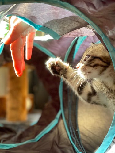 A kitten is reaching a paw up to sunlit human hand.