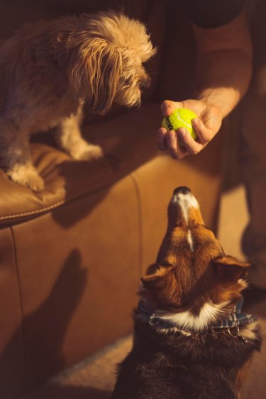 Two dogs are focused intently on a tennis ball in someone's hand.