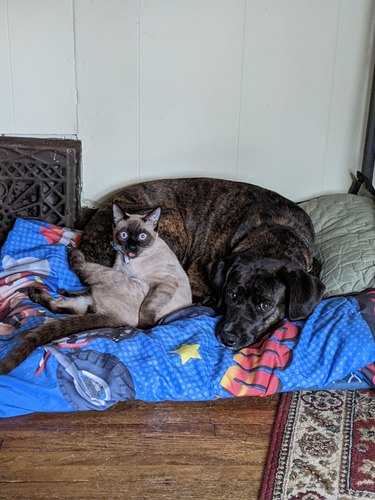 A cat is caught grooming next to a dog.