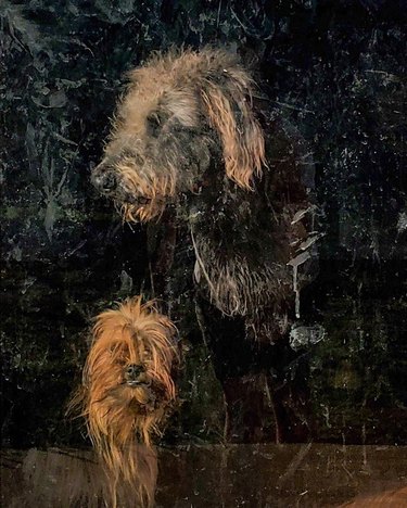 Two shaggy dogs looking through a dirty glass window.