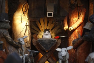 A cat is sitting in cradle of life-sized crèche.