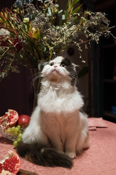 Cat sitting on table next to fruit and bouquet in vase.