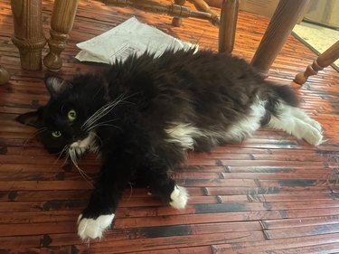 Fluffy cat stretched out on floor.
