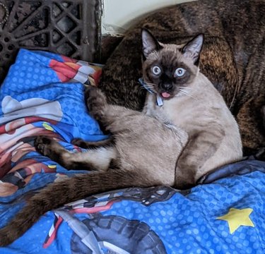 A surprised cat is caught grooming himself.