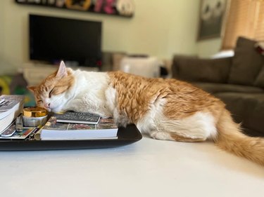 fFuffy orange and white cat is sleeping with their head on a tray.
