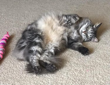 Big fluffy cat shows off their belly to the camera.