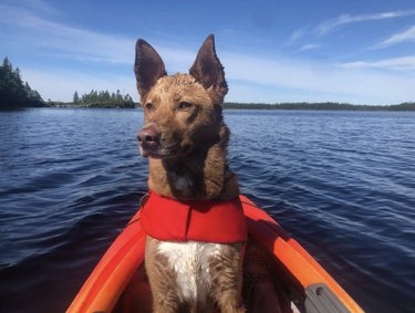 A dog with a red life vest inside orange kayak.