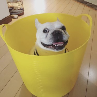 happy bulldog in a yellow bucket.