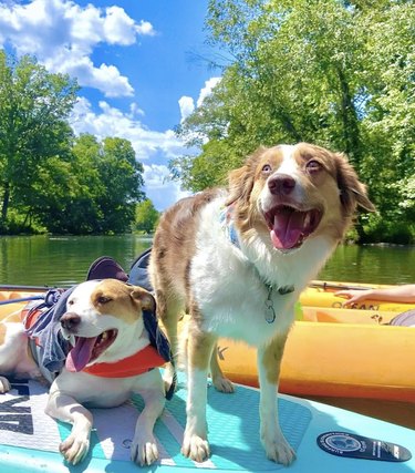 Two dogs are on a blue paddle board with kayak in the background.