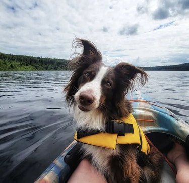 dog in a yellow life vest inside a kayak.