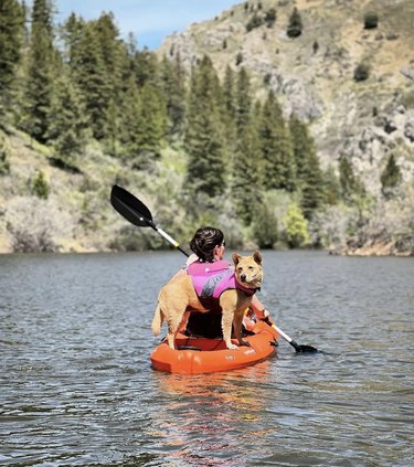 A dog is standing inside an orange kayak.