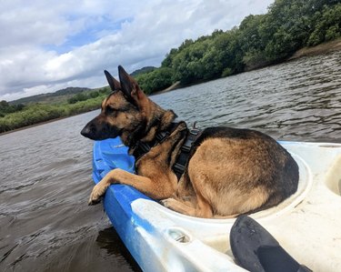 A German shepherd cozy inside a kayak.