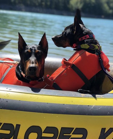 Two dogs with red life vests are inside a kayak.