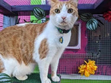 cat in catio discovers outside.