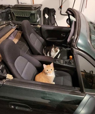 cats sitting in front seats of open convertible.