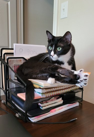 cat stretching legs on top of a desk organizer.