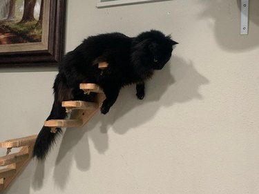 cat hunting mosquito from a cat staircase.