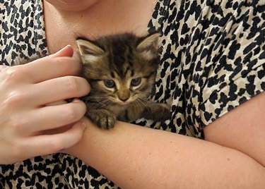 woman rescues kitten with tuna.