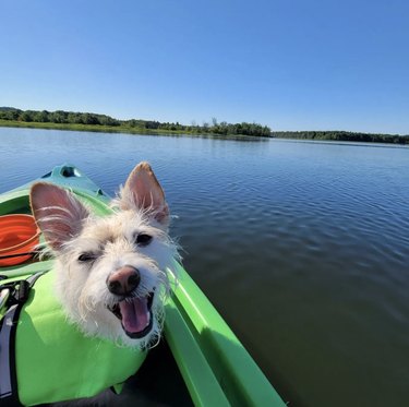 A small white dog inside a green kayak.