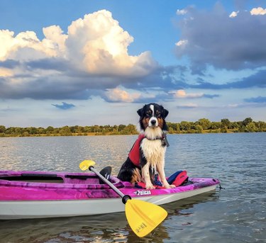 A dog is alone inside a pink kayak with a yellow paddle.