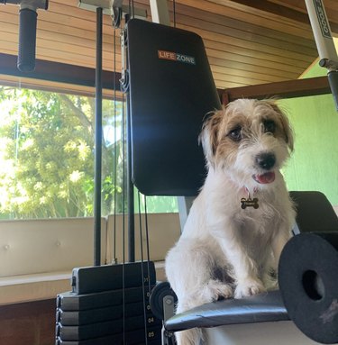 Happy dog sitting on a weight lifting machine.