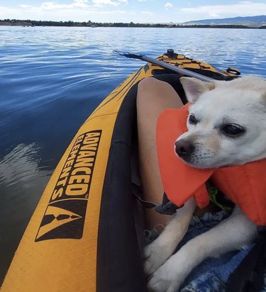 A dog is in an orange life vest inside yellow kayak.