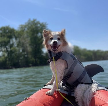 A dog is looking happy inside a kayak.