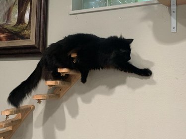 cat hunting mosquito from a cat staircase.