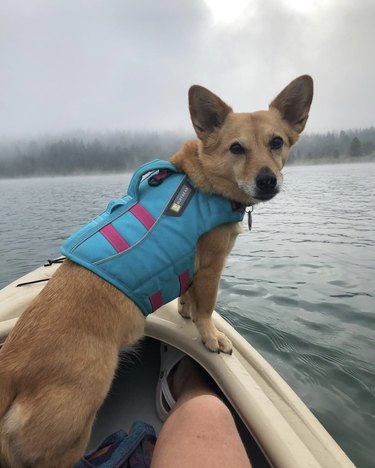 A dog wearing a blue life vest is inside a kayak.