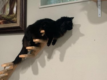 cat hunting mosquito from a cat staircase.