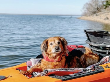 A dog is inside an orange kayak.