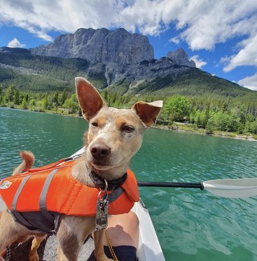 A dog is inside a kayak with an orange life vest.