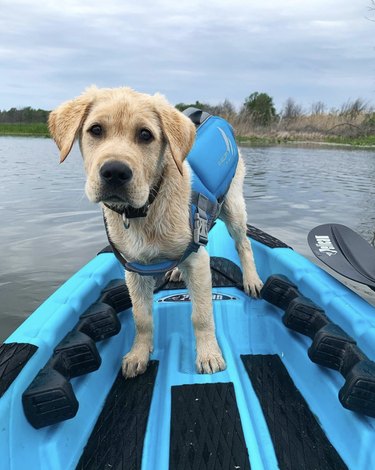 A dog in blue life vest standing inside a blue kayak.