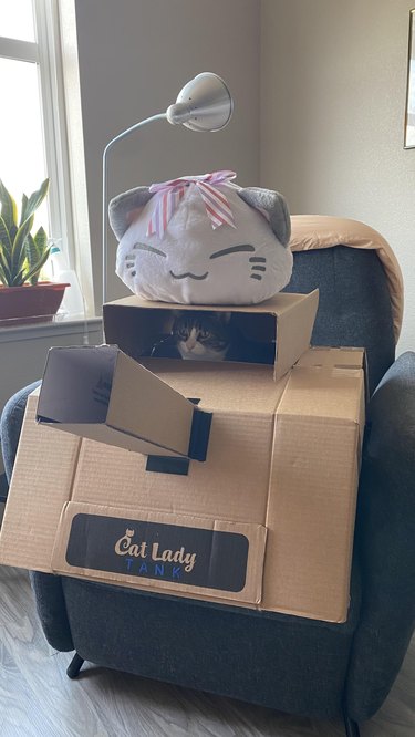 cat sits inside a cardboard tank.