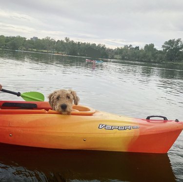 A dog is inside a yellow and orange kayak.