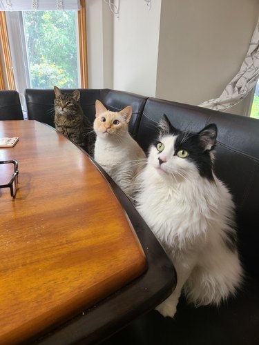 cats want woman's curly fries.