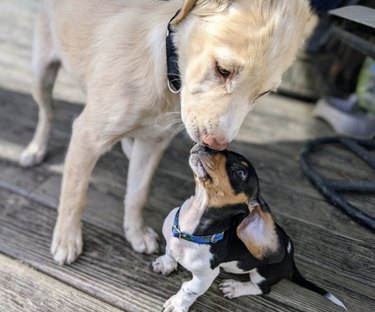 A dog and puppy are booping noses.