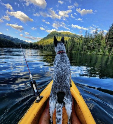 A dog is standing inside a yellow kayak.