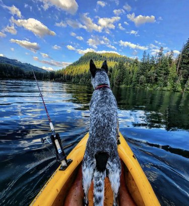 Yellow Dog Kayak