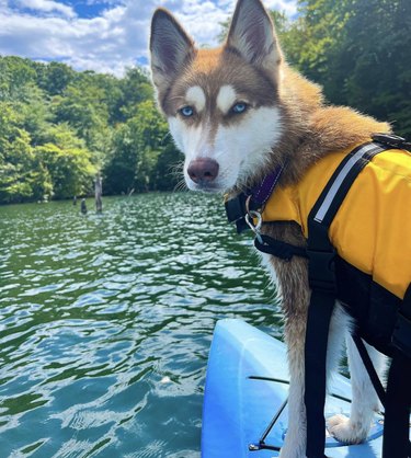 dog standing inside a blue kayak looking into camera.