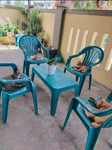 cats sitting on chairs around a table.