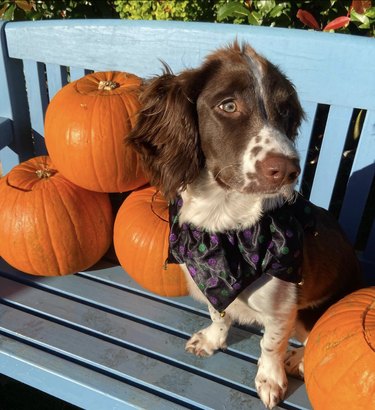 Springer spaniel sitting on a blue bench with pumpkins and wearing a bandana.