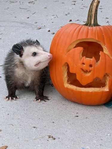American Opossum with a carved pumpkin.