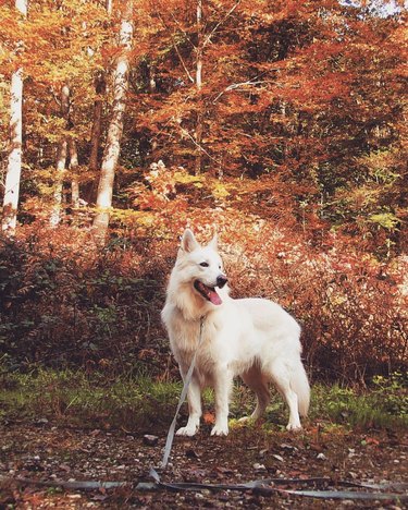 dog walking in the woods during the autumn season.