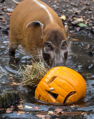 Brush ear pig rolling a jack-o'-lantern in the mud.