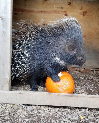 Porcupine with a pumpkin.