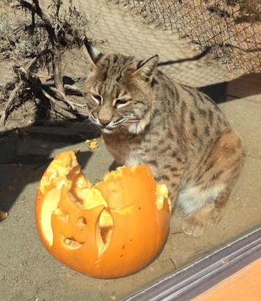 Bobcat sitting next to a partially eat jack-o'-lantern.