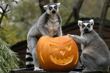 Ring-tailed lemurs with a jack-o'-lantern.