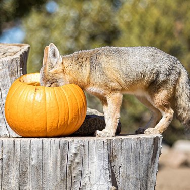 Fox sticking their head in a pumpkin.
